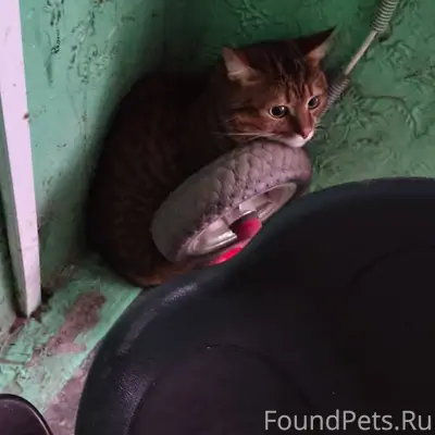 11.12. Найден кот на Ф...