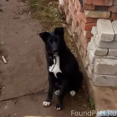 Потерялась собака Мери в район...