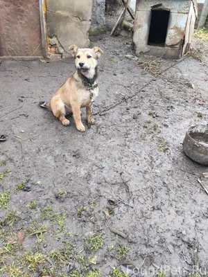 Убежал щенок. Если кто-то виде...