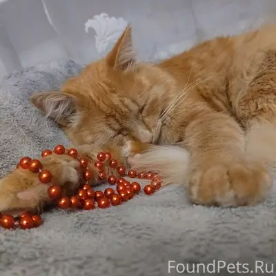 Найден кот, по ул Украинская н...