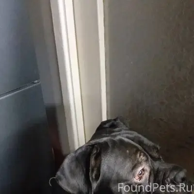 💙Помогаю информационно 💙 🆘🐶 СЕ...