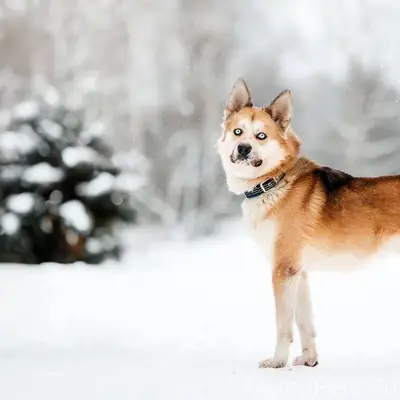Чеховский район Стремилово
