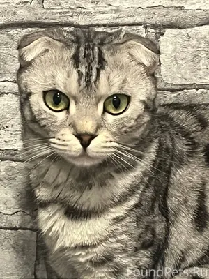 Пропала кошка!!откликается на ...