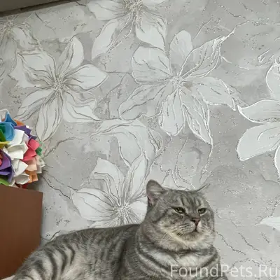 В районе ПМК пропал кот. Дома....