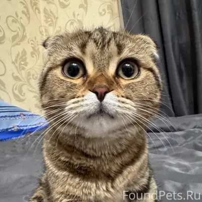 Пропала кошка породы шотландск...