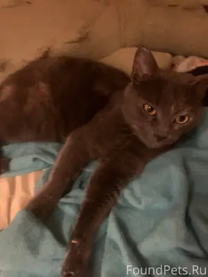 Найден котик. Домашний. Ищу пр...