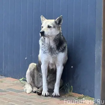 Наро-фоминск, д. Головеньки, о...