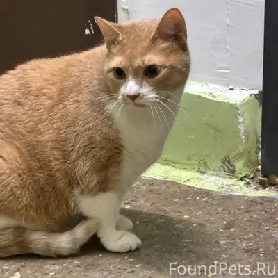 НАЙДЕН КОТ!!! найден во 2 подъ...