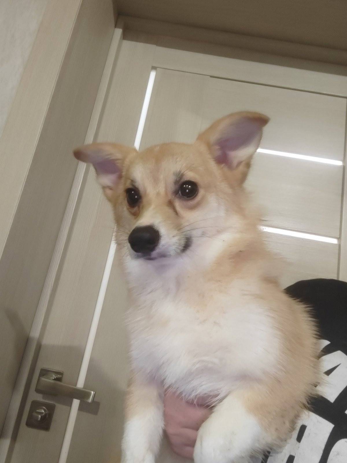 НАЙДЕНА СОБАКА!! Барановичи. В...