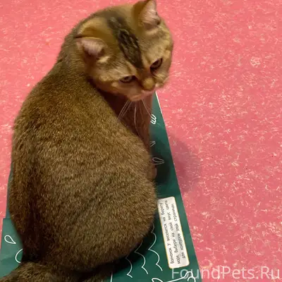 10 декабря пропала кошка, на у...