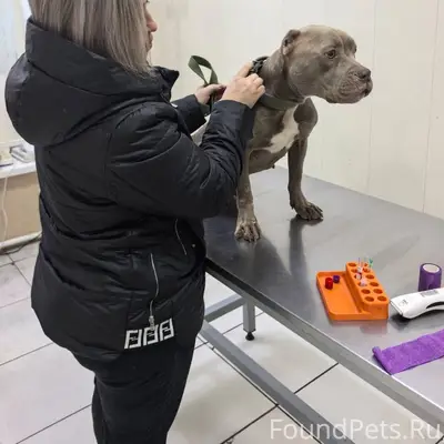 🆘Найдена собака в крайне истощ...