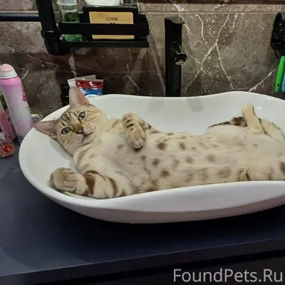 Помогите найти бенгальского ко...