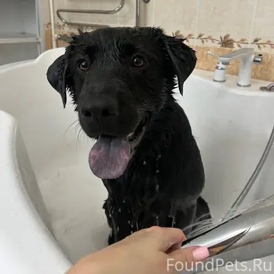 Добрый вечер! Убежала собака, ...