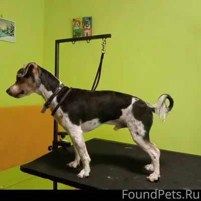 11.12.2025 Потерялась собака п...