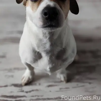 ПРОПАЛА СОБАКА. Последний раз ...