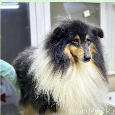 Здравствуйте, у меня убежала с...