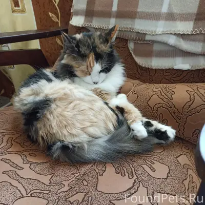 Создаю пост о потере кошки! ‼️...