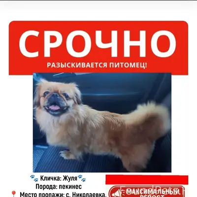 Доброе утро,у нас пропала соба...