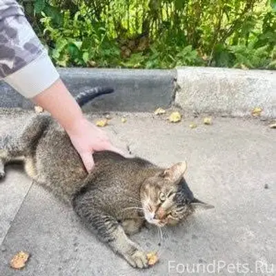 НАЙДЕНА КОШКА! 🐈 Кошка на 100....