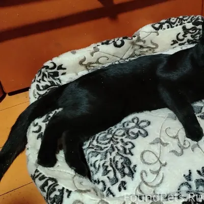 Прекрасный молодой кот очень к...