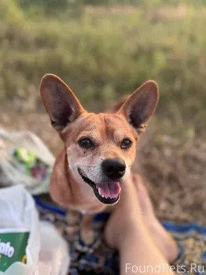 Пропала собака! Если кто-то об...