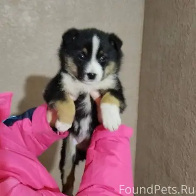 Добрый день! Найден щенок на у...