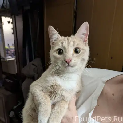 На пр.Дзержинского д.29 найден...