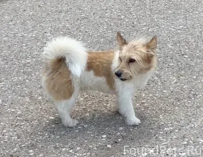 Потерялась собака ,по кличке с...