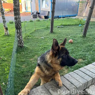Немецкая овчарка , кобель