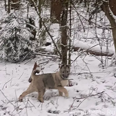 Пропал щенок породы лайка в ра...