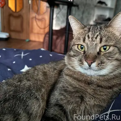 Пропал кот!! Без породный, кас...