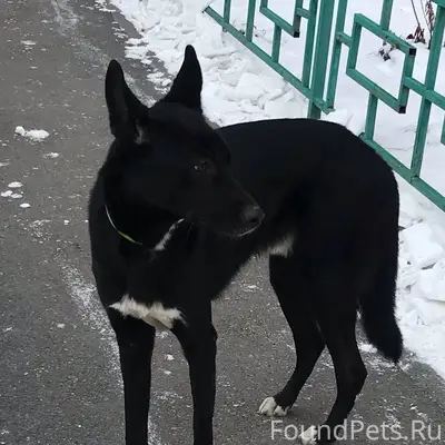 По Комарово гуляет вот такой п...