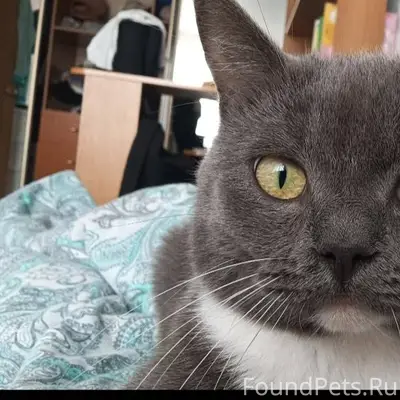 Пропал кот На улице Ленина 89....