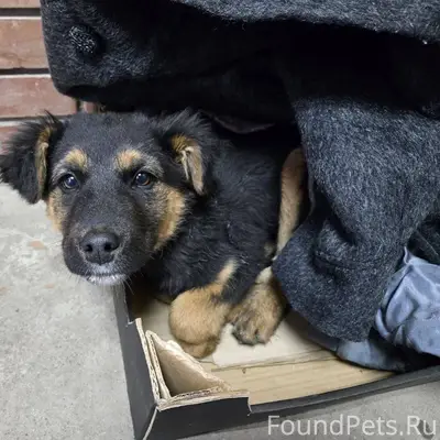 Срочно! Чья или чей потеряшка?...