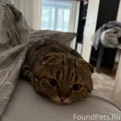 Пропал кот в районе Минина 5а....