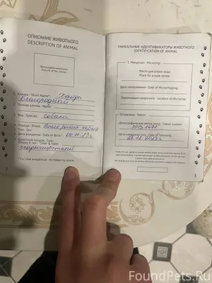 Убежала собака джек рассел в р...