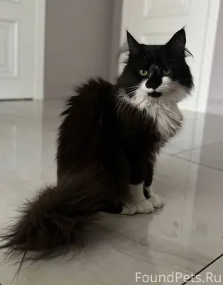 Пропала кошечка!!! Пожалуйста,...