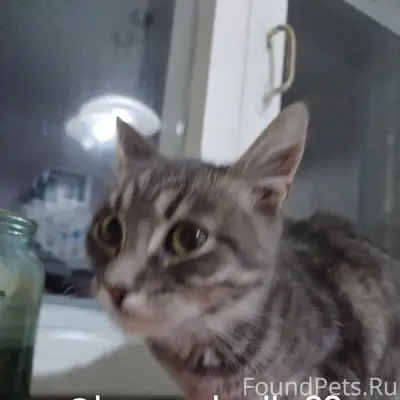 Найден котенок (девочка, подро...