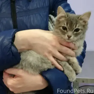 СРОЧНО! Найден котенок на Пред...