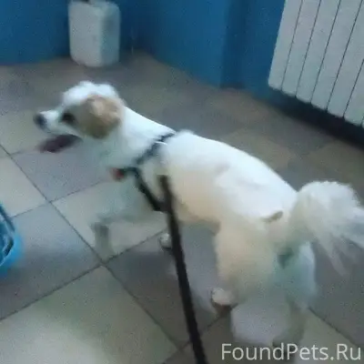 Потерялась собака в красномыль...