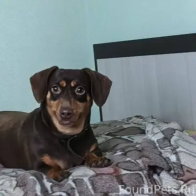 Чья потеряшка? Бегала по улица...