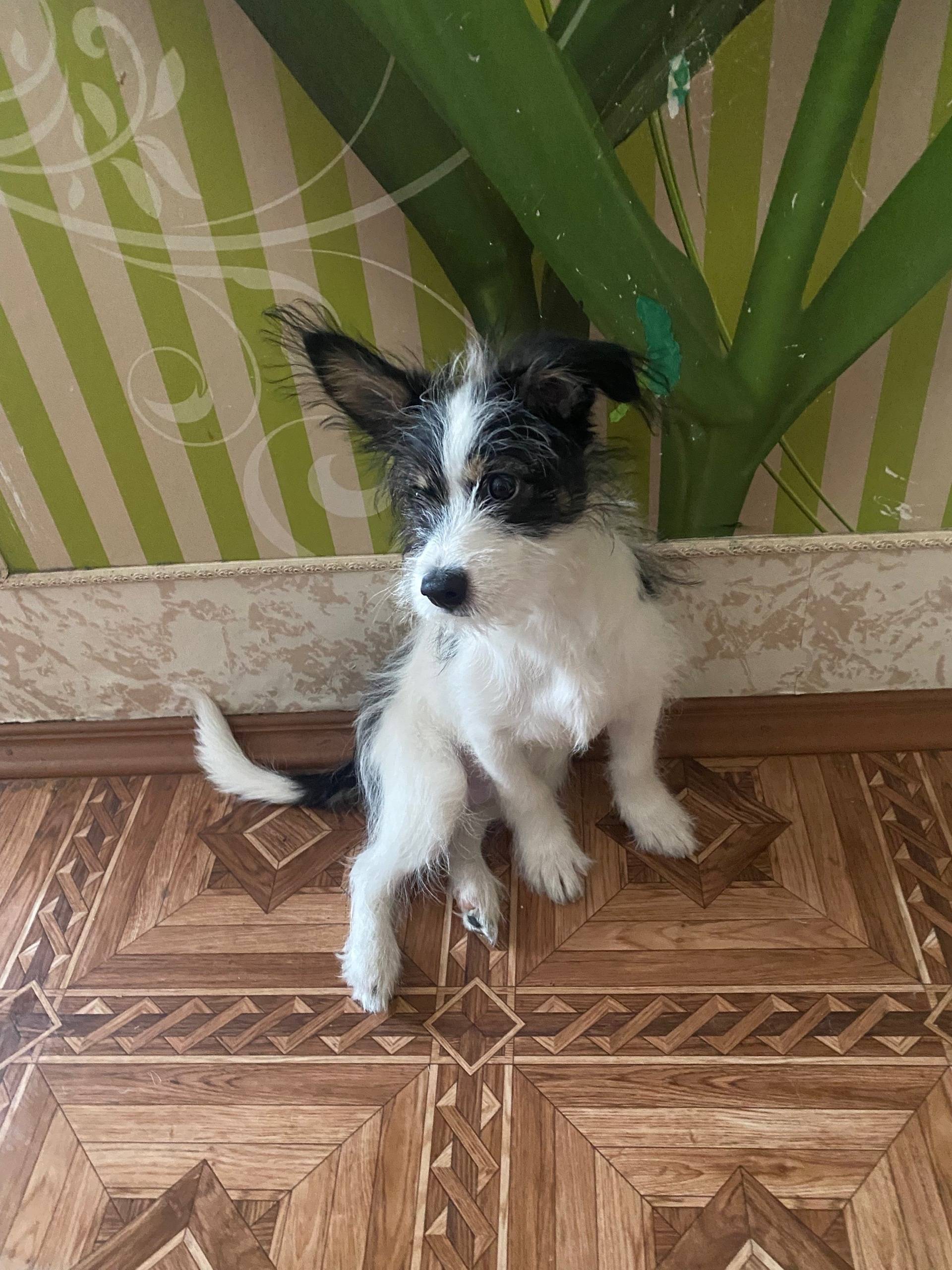 Пропала собака!!! 12.12.2025 п...