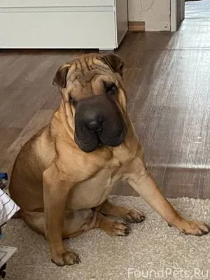 ПРОПАЛА СОБАКА! Потерялся пес ...