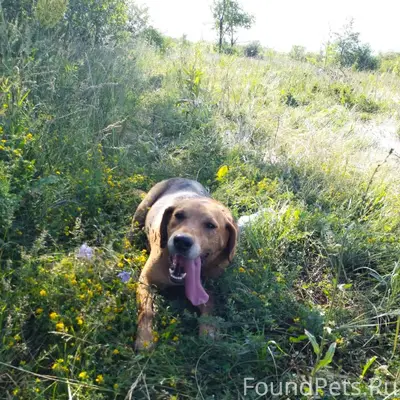 Пропала собака. Охотничья. Кли...