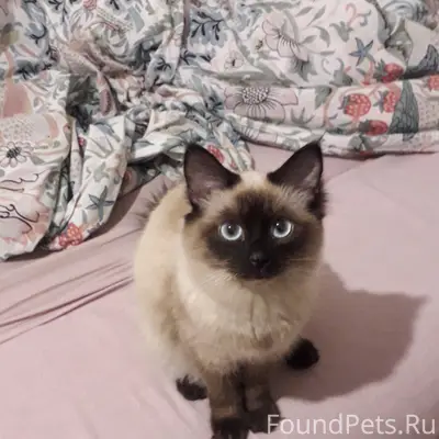 Найдена сиамская кошка