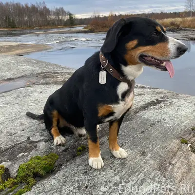 БЕЛОМОРСК ПРОПАЛА СОБАКА! Проп...