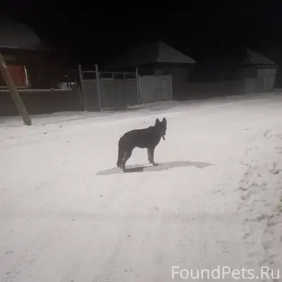 Кто потерял собаку? Овчарка чё...