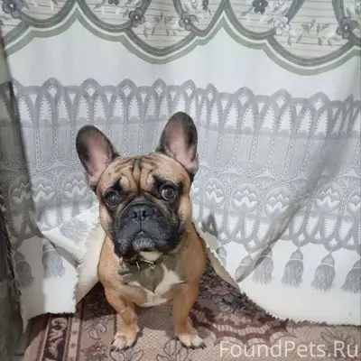 Внимание! Потеряшка! В селе Об...