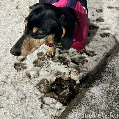 Найдись хозяин, потерялась соб...