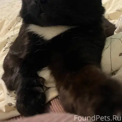 Найден черный кот в районе Джа...